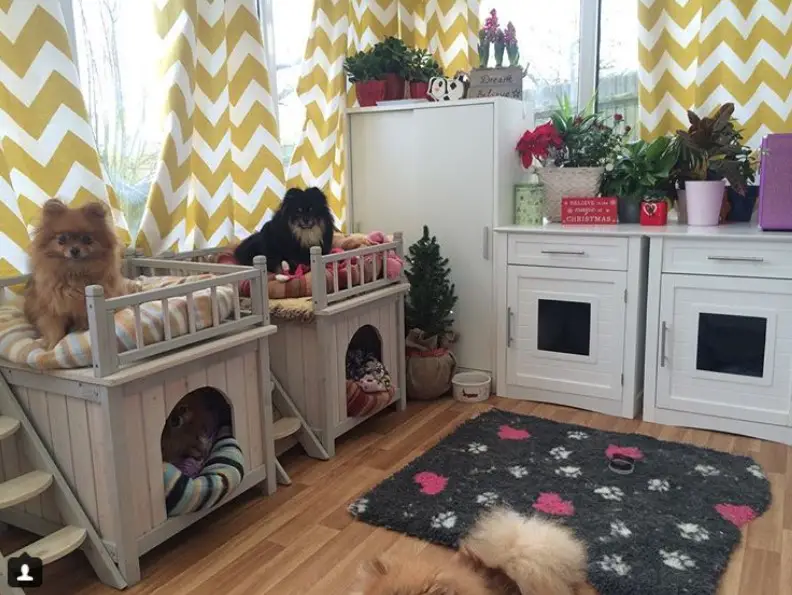 dog room with elevated dog beds