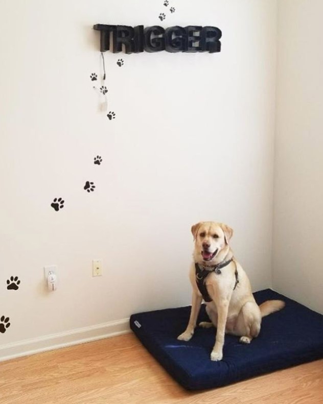 dog sitting on top of its mattress in the corner of the room