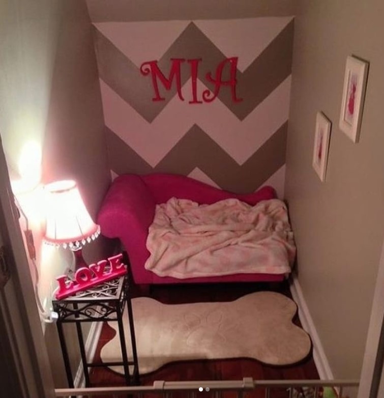 pink mini dog room at night