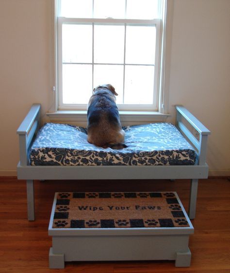 raised dog bed beside the window