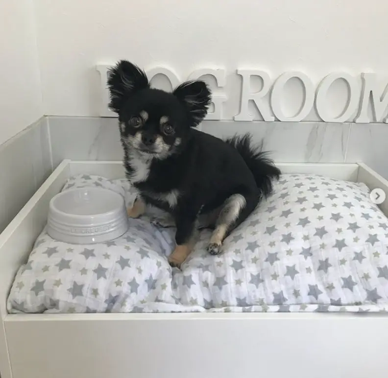 dog sitting on top of its bed