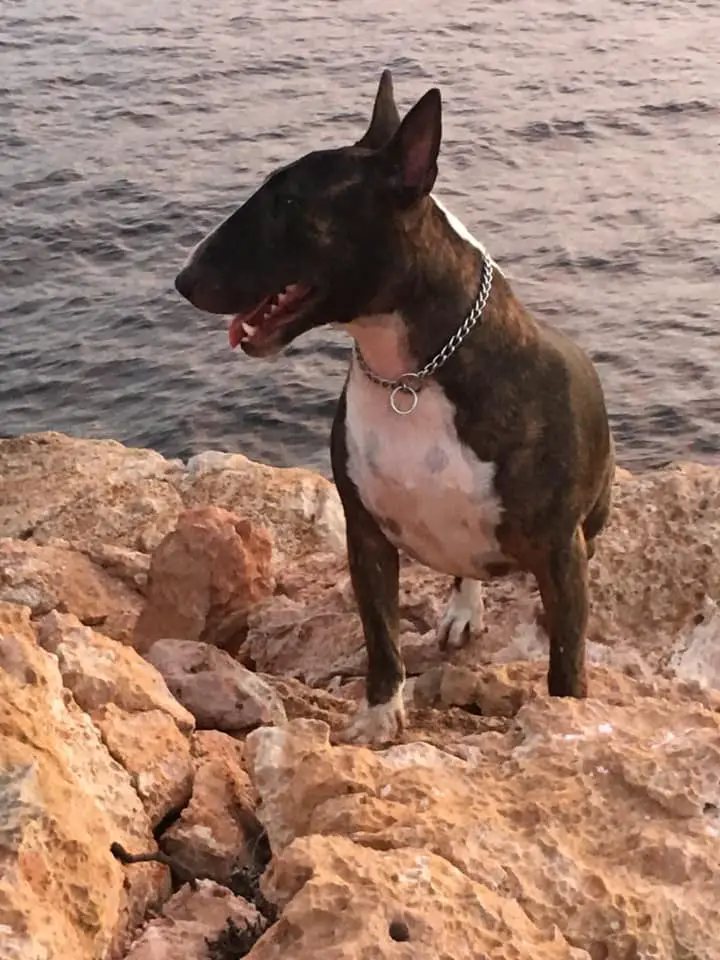brown and white English Bull Terrier on top of the rock by the ocean