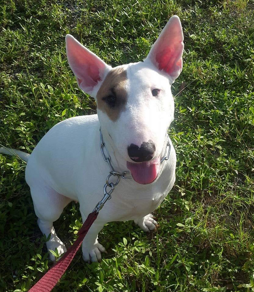 English Bull Terrier sitting on the green grass