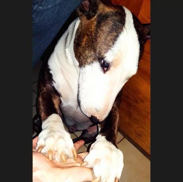 English Bull Terrier sitting on the floor