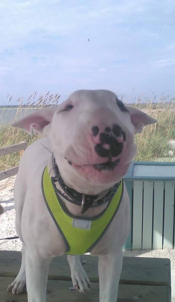 English Bull Terrier standing on top of the table
