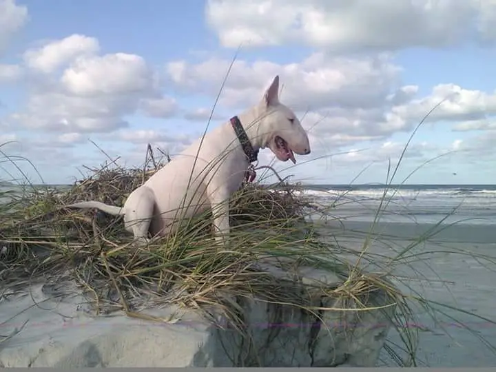 English Bull Terrier sitting on the grass on top of the rock cliff