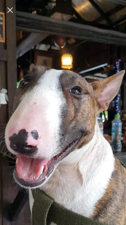 smiling English Bull Terrier with brindle and white coat pattern