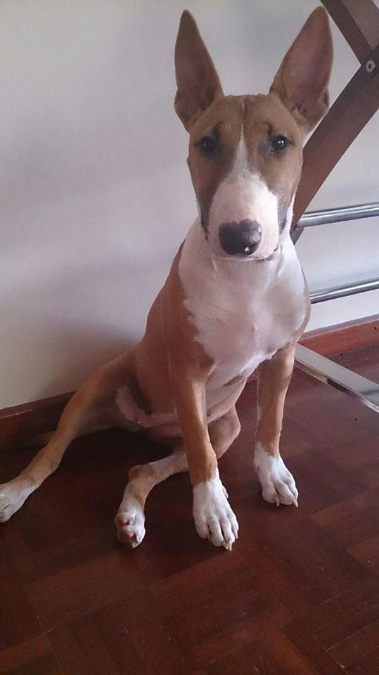 English Bull Terrier with tan and white coat pattern sitting on the floor