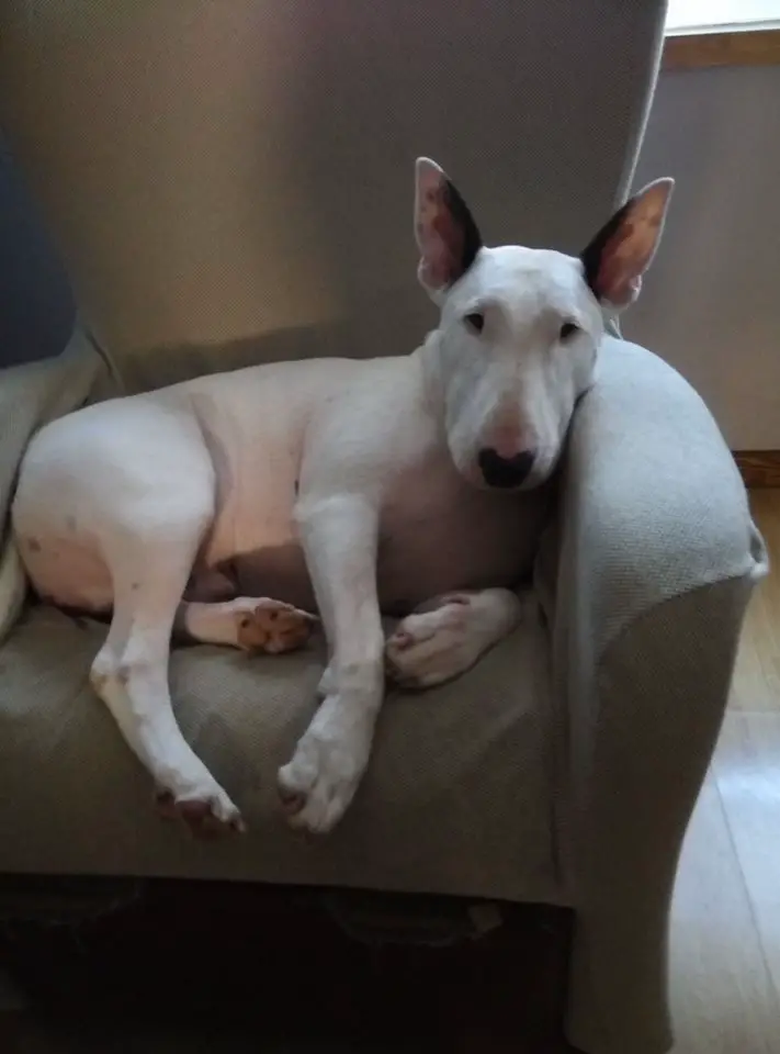 white English Bull Terrier resting on the chair