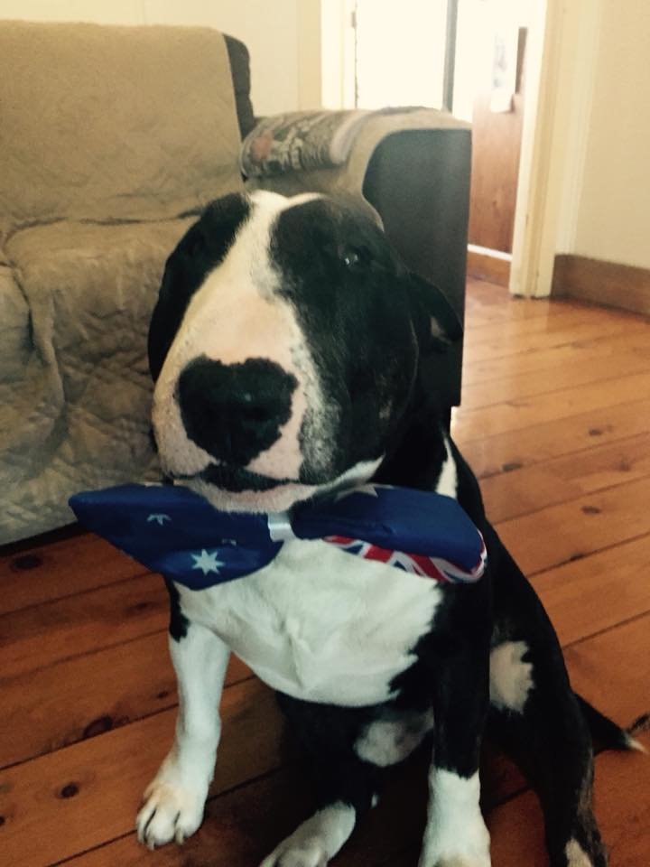English Bull Terrier with black and white coat pattern sitting on the floor