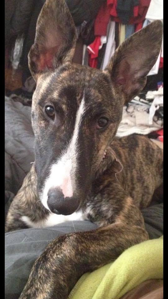 English Bull Terrier with brindle and white coat pattern resting on its bed