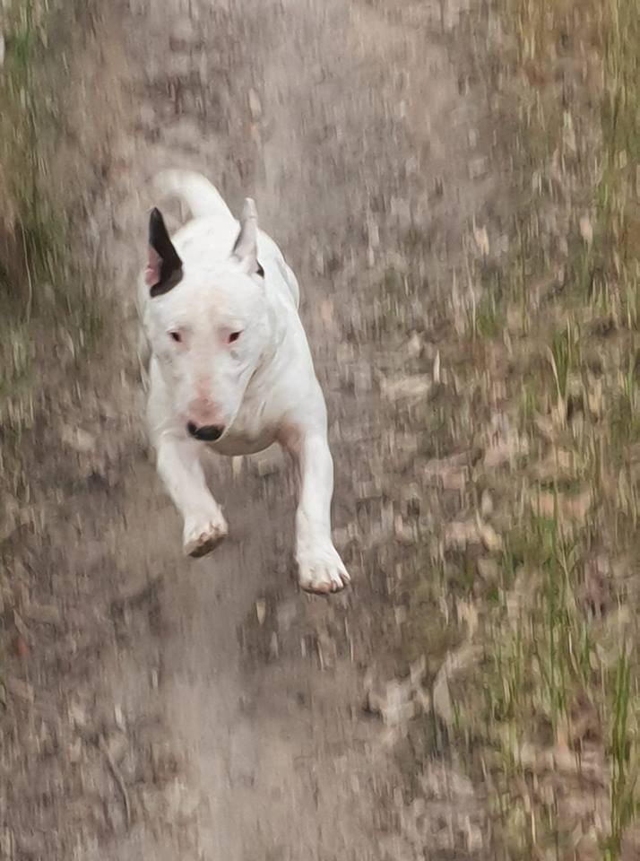 running English Bull Terrier