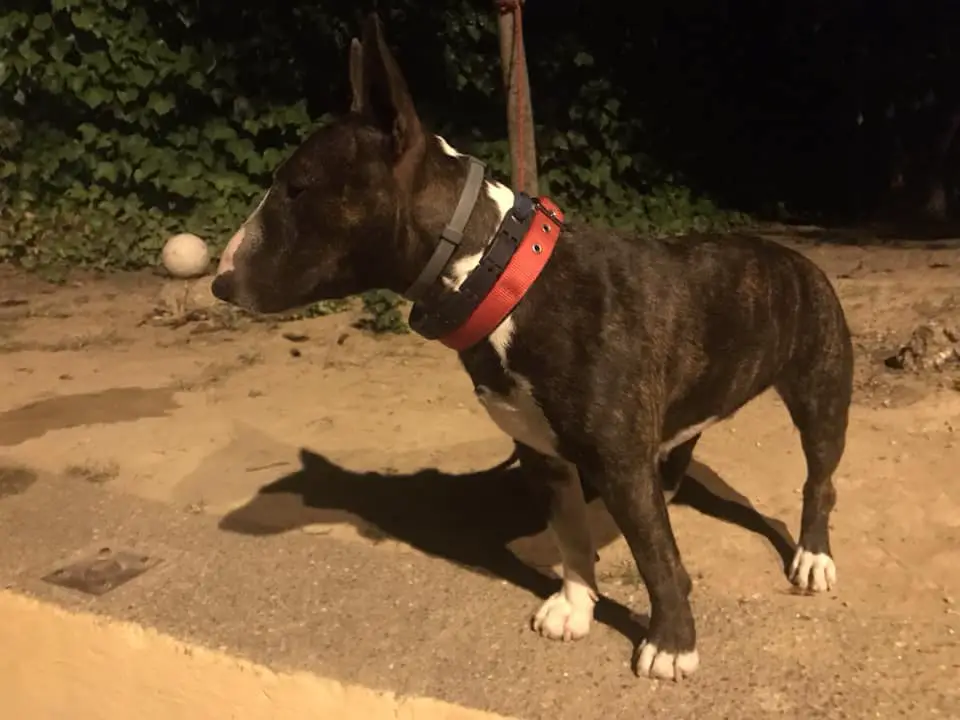 brindle and white English Bull Terrier walking in the street at night