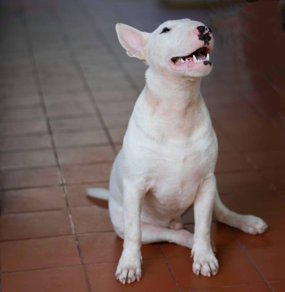 English Bull Terrier sitting on the floor while looking up