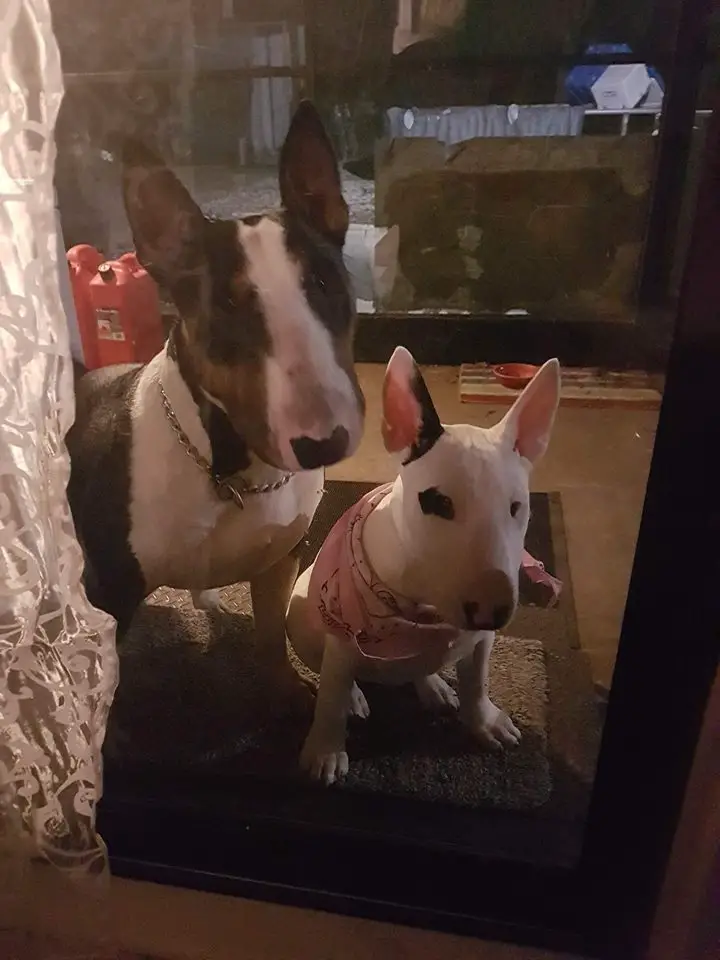 adult and puppy English Bull Terrier sitting on the carpet outside