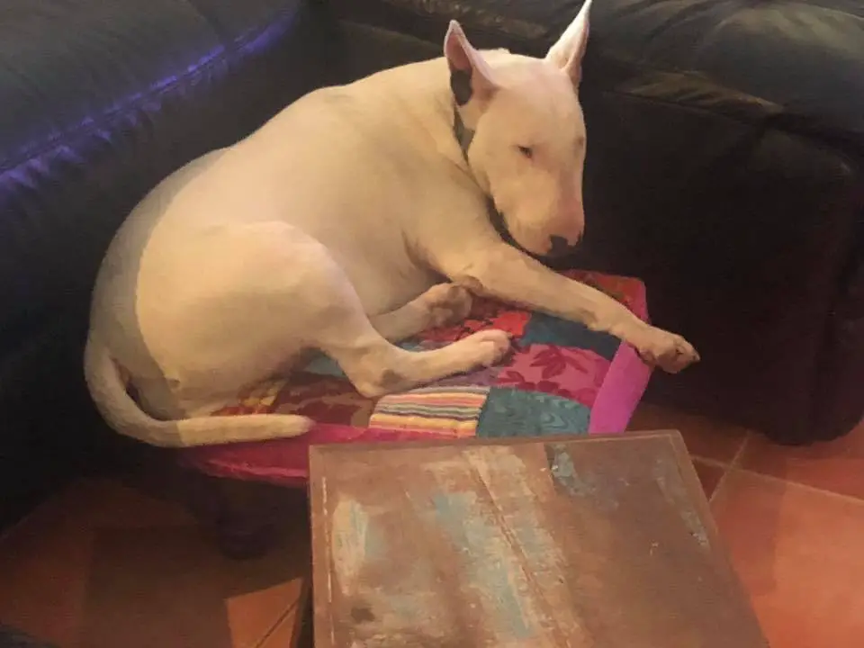 English Bull Terrier curled up sleeping on its bed