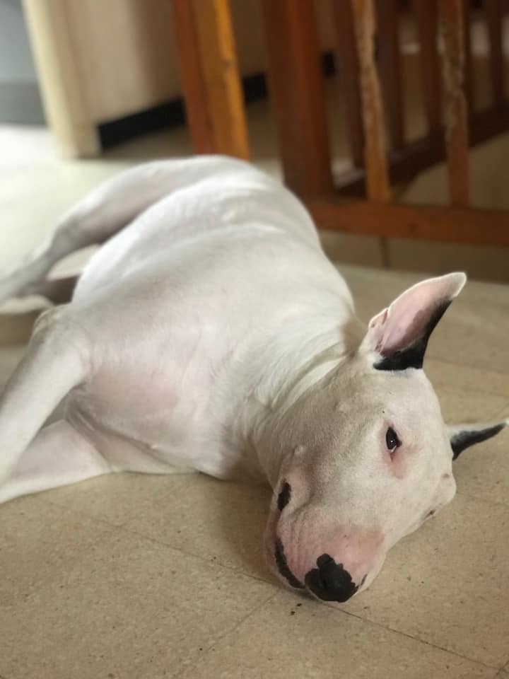 English Bull Terrier lying on its side on the floor