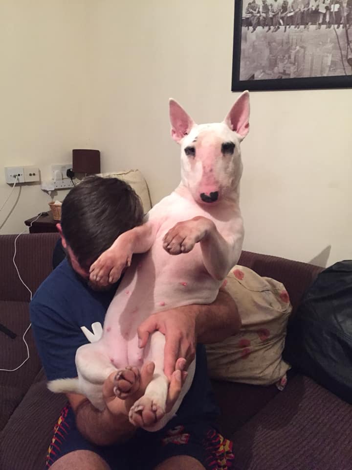 a kid holding up a white English Bull Terrier