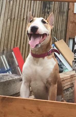 smiling English Bull Terrier with yellow and white coat pattern