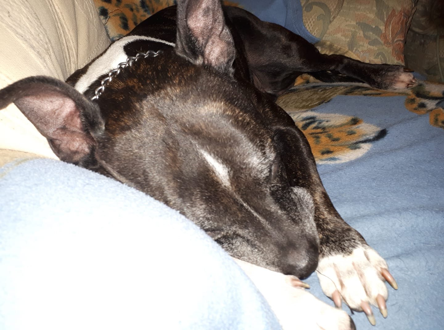 English Bull Terrier in black and white sleeping on the bed