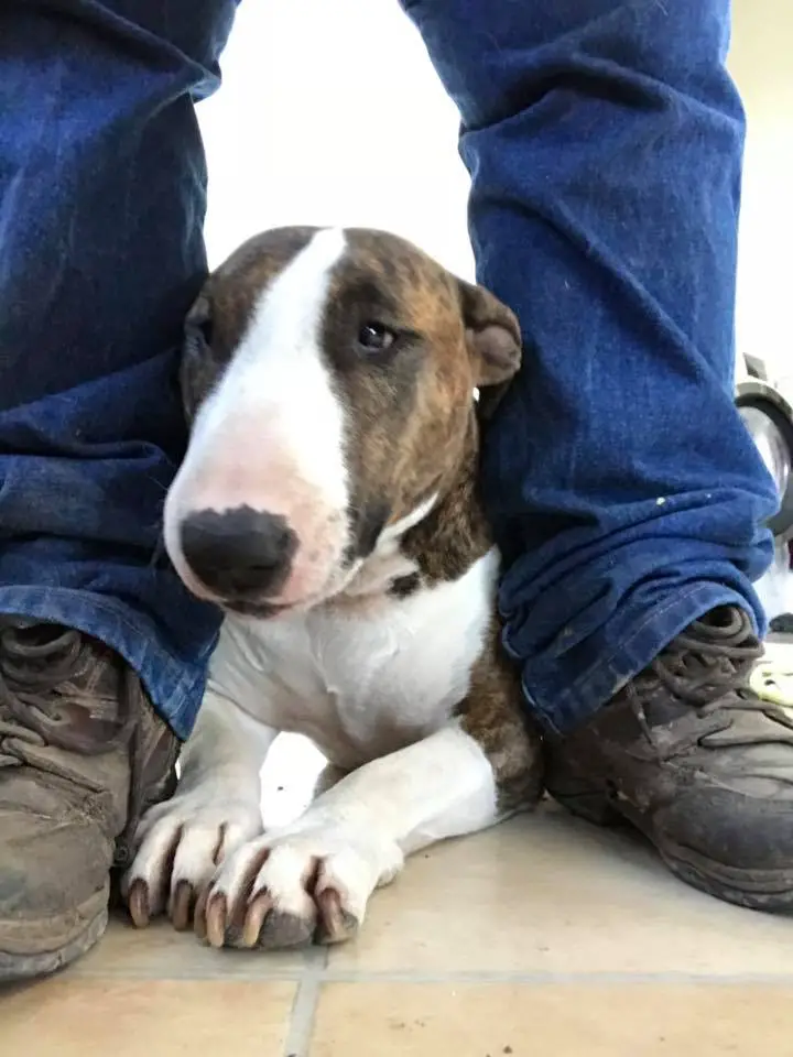 English Bull Terrier with brindle and white lying down on the floor in between the man's legs