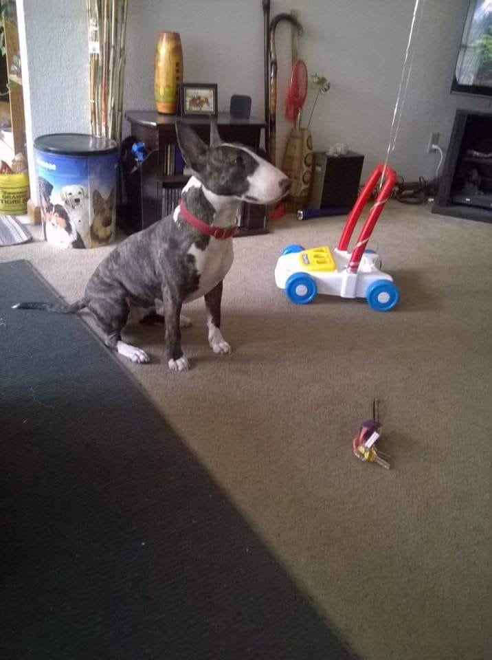 black and white coat patterned English Bull Terrier sitting on the floor