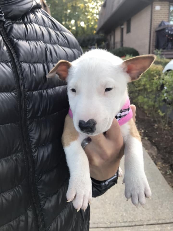 English Bull Terrier puppy with yellow and white coat pattern in a man's hand