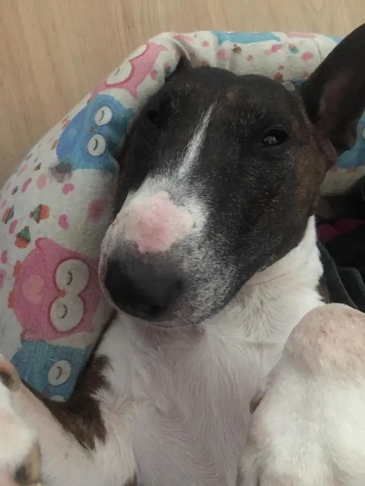 black and white English Bull Terrier lying on its bed