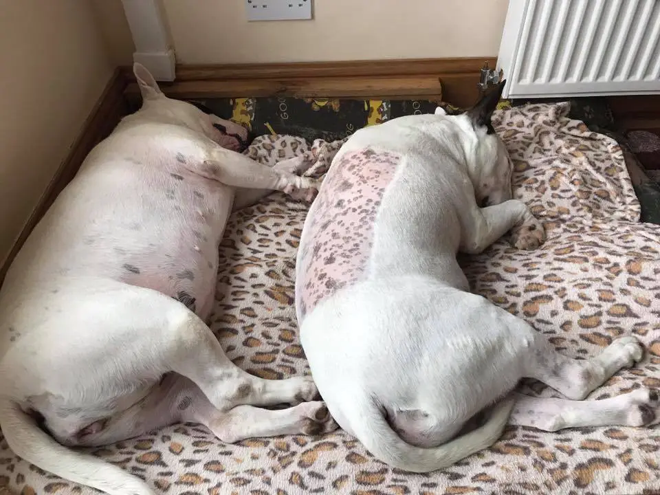 two white English Bull Terriers sleeping in their bed