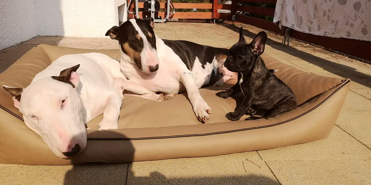 three English Bull Terrier in their bed under the sun