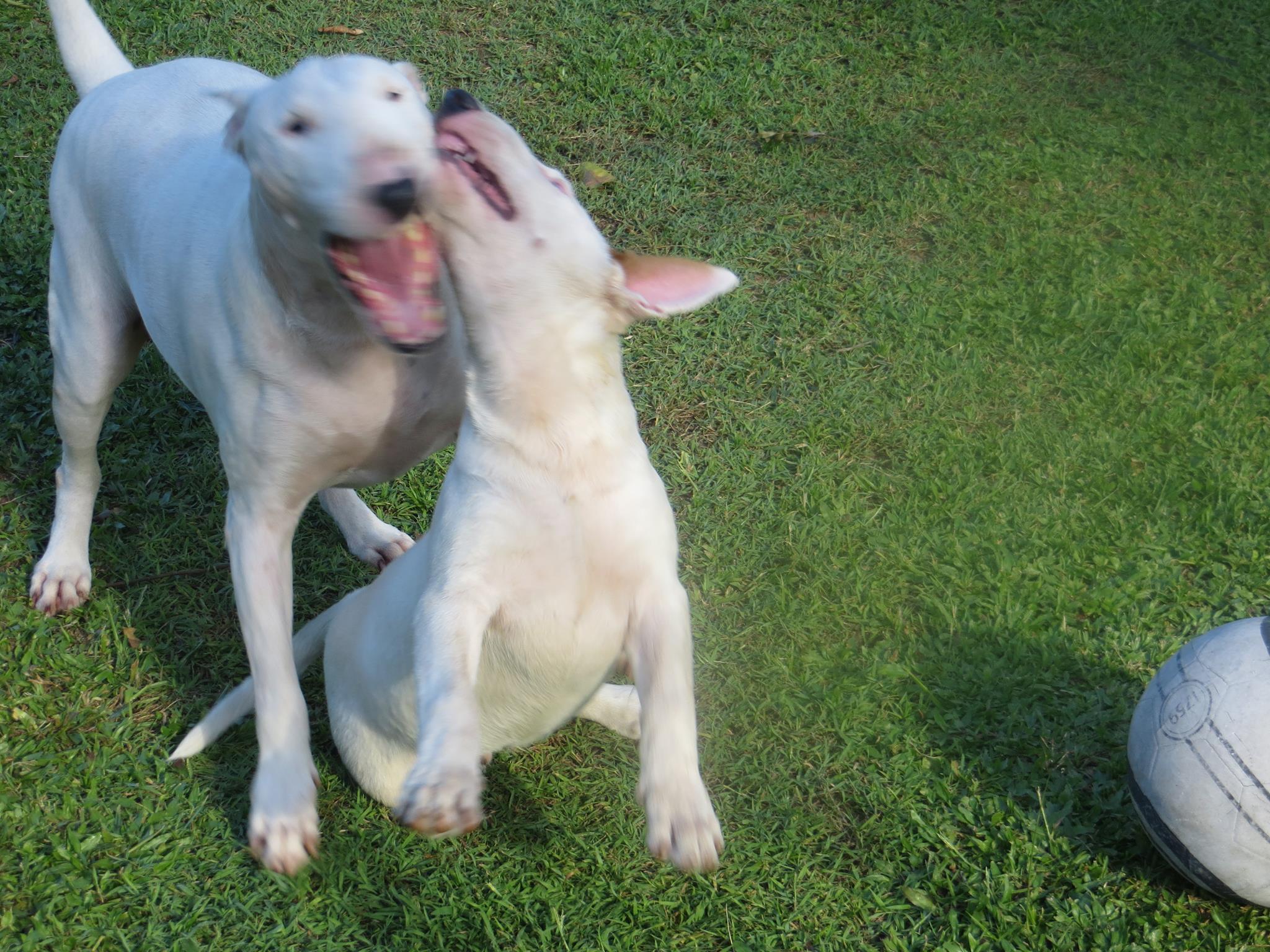 two white English Bull Terriers playing in the lawn