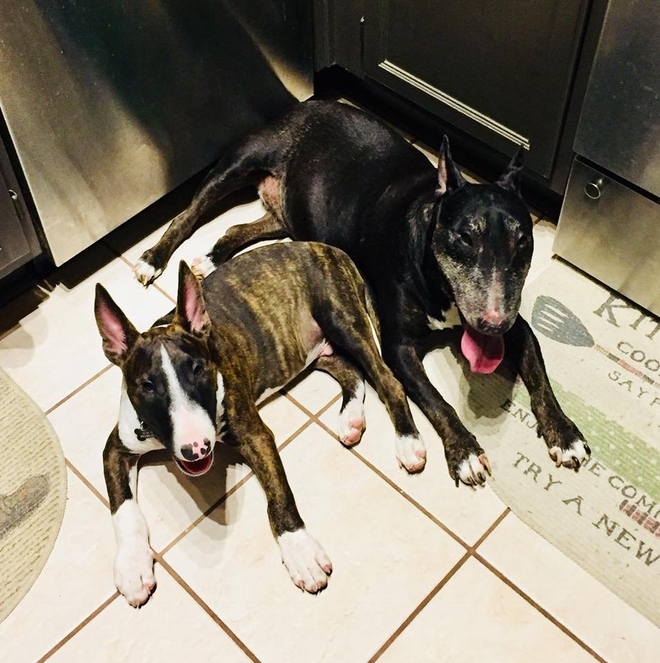 two English Bull Terrier lying down on the floor