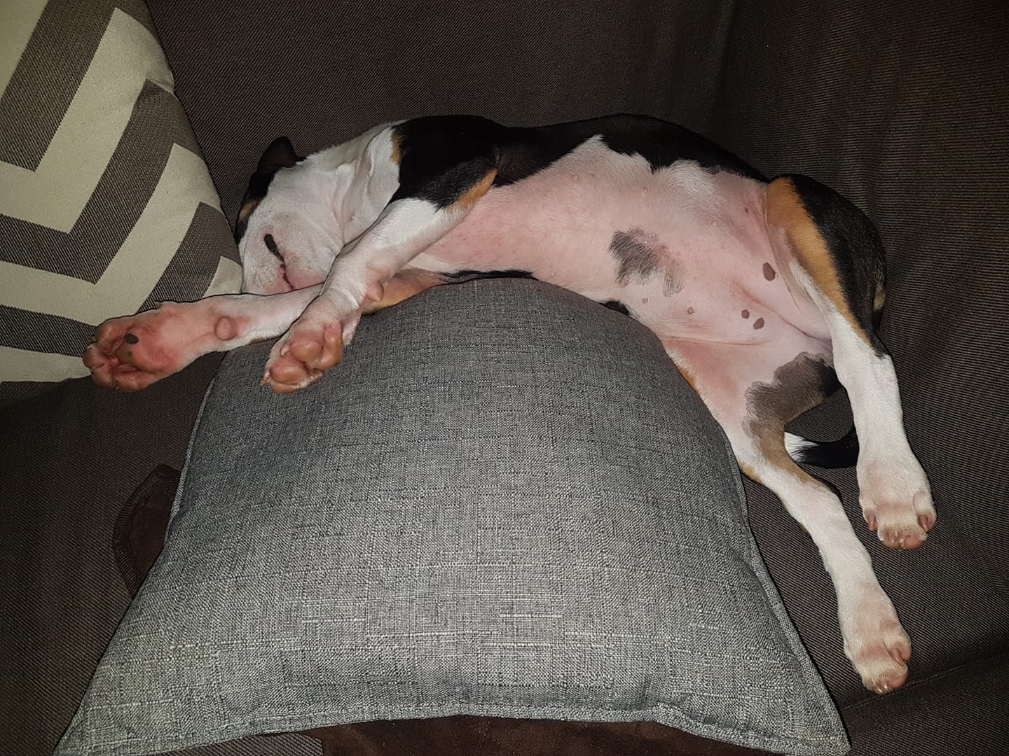 A Bull Terrier sleeping on the couch