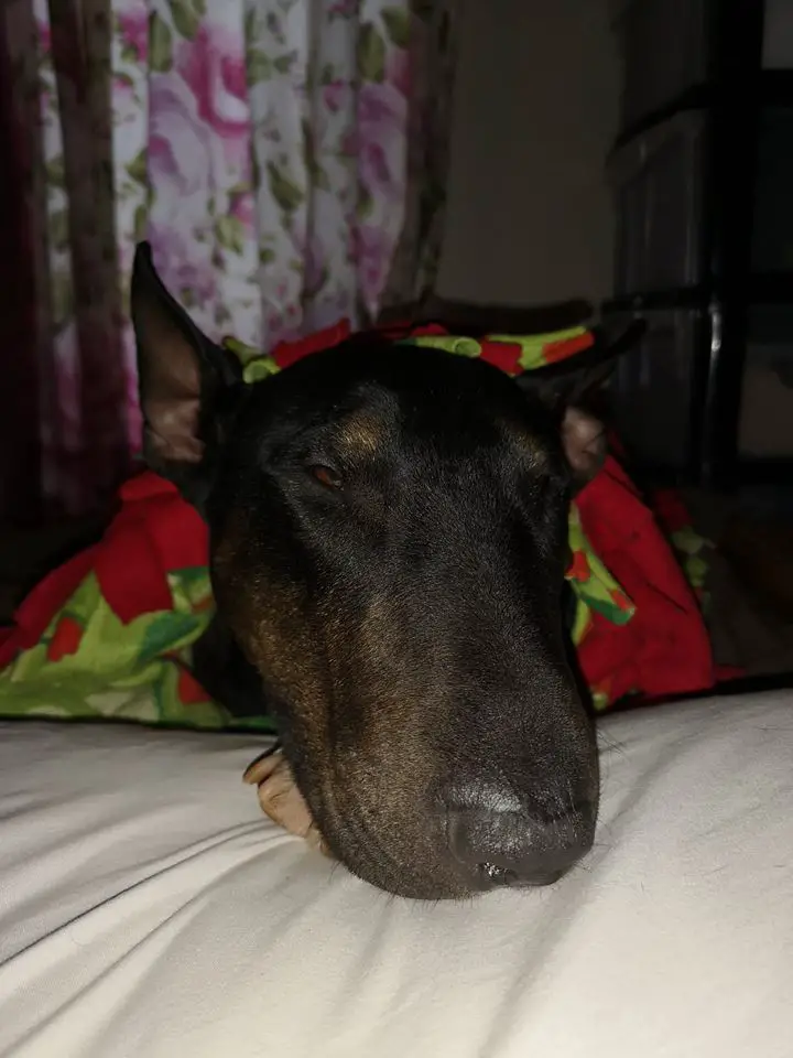 A Bull Terrier lying on the bed at night with its sleepy face