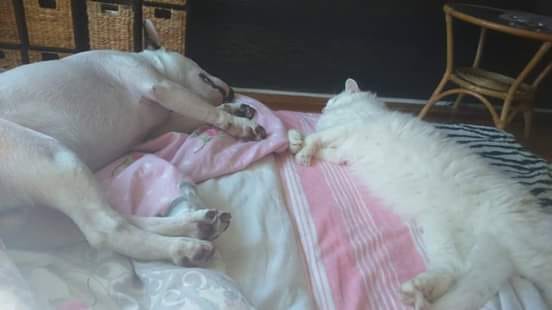 A Bull Terrier sleeping on the bed next to a white cat