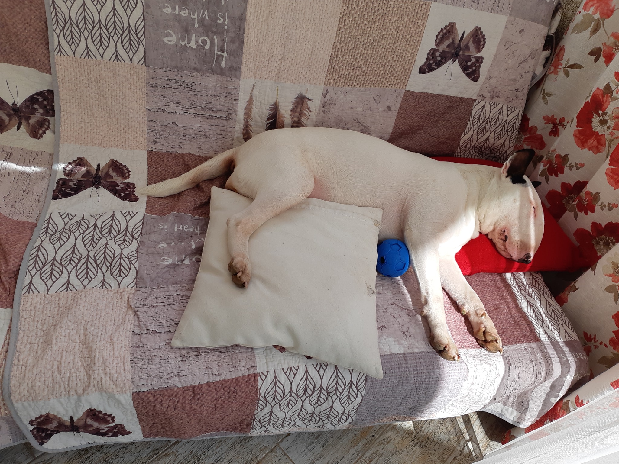 A Bull Terrier sleeping on the couch with a pillow in between its legs