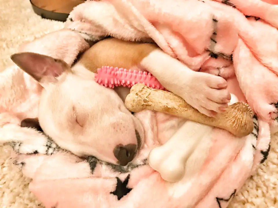 A Bull Terrier snuggled up in its blanket with its chew toys