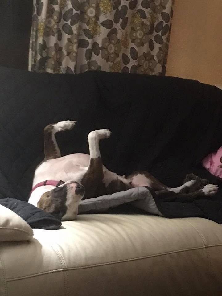 A Bull Terrier lying on its back on the couch with its arms up