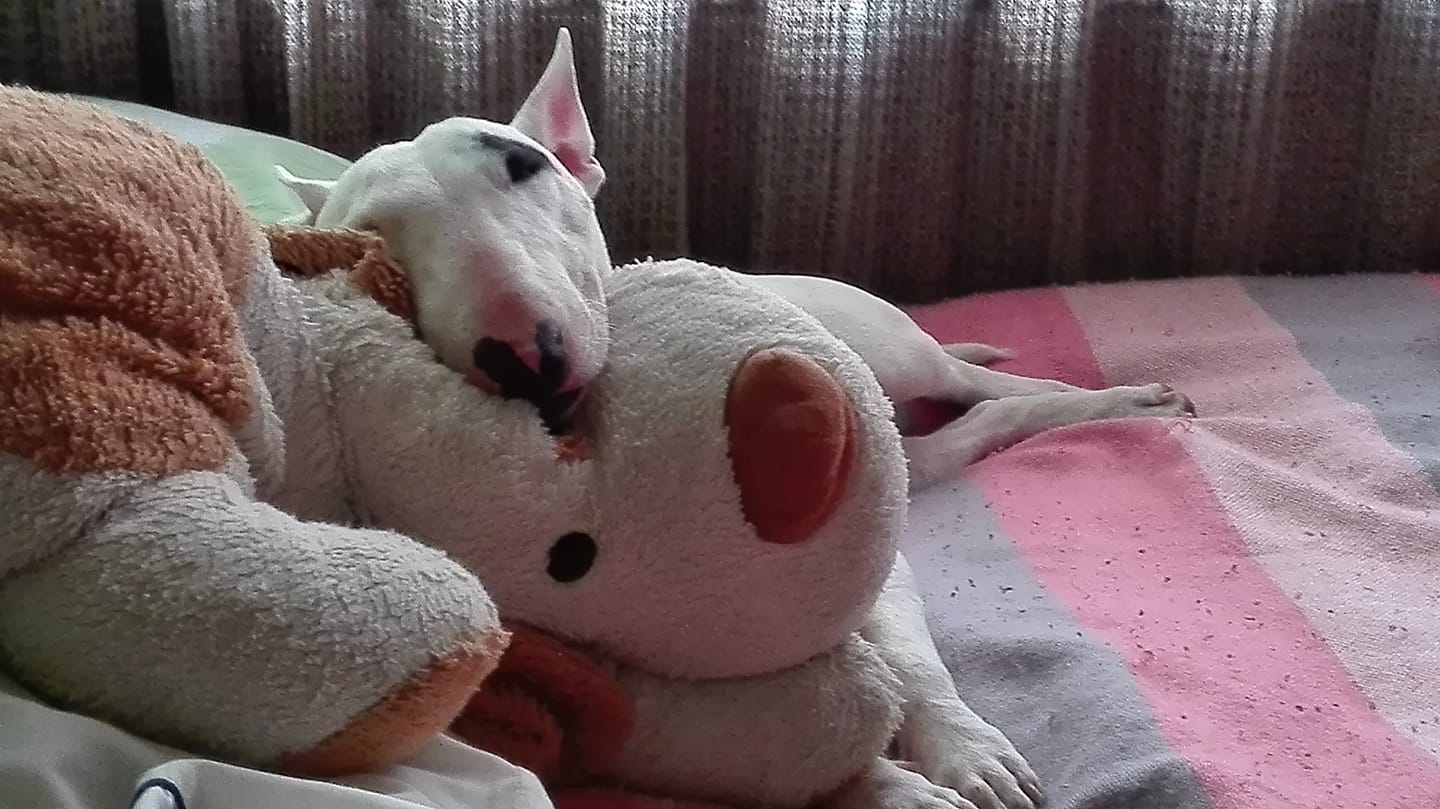 A Bull Terrier sleeping on the bed with its face on top of the large stuffed toy