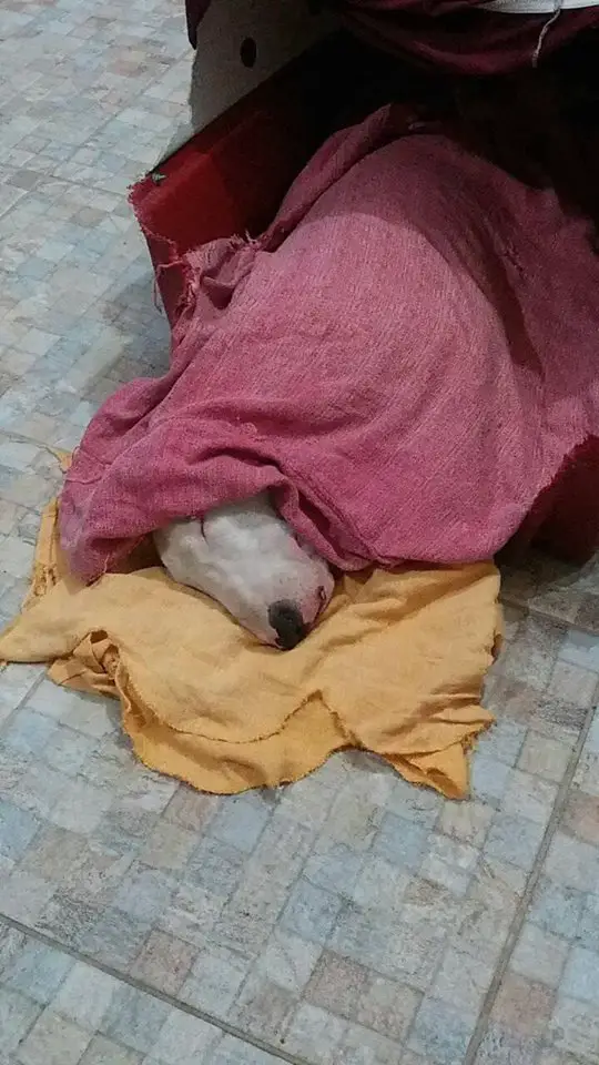 A Bull Terrier sleeping in a box and covered with blanket