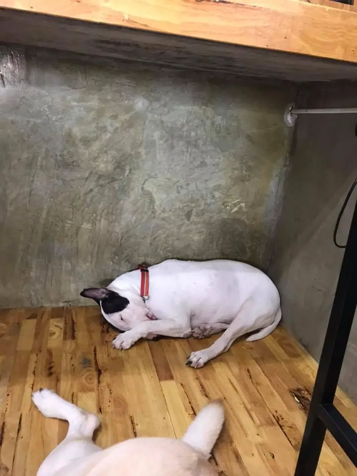 A Bull Terrier curled up lying on the floor under the counter
