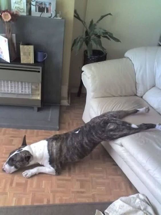 A Bull Terrier sleeping in the living room with its upper body on the floor and its lower body is on the couch