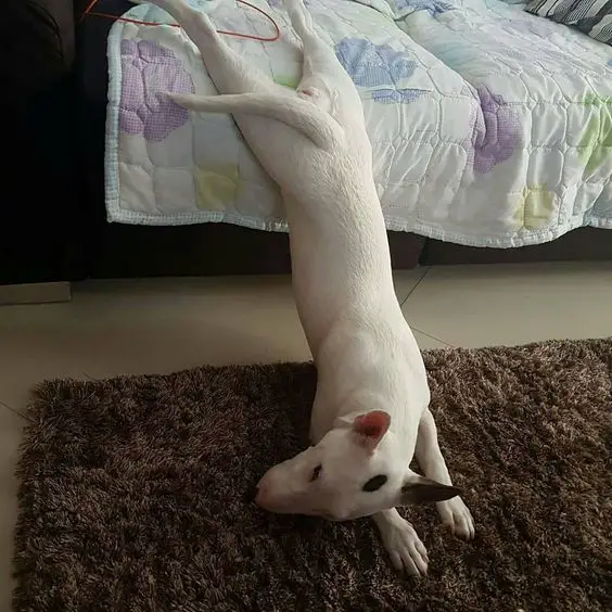 A Bull Terrier sleeping while falling towards the floor from the bed