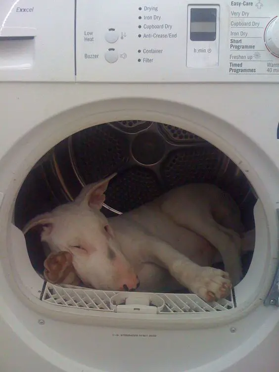A Bull Terrier sleeping inside the washing machine