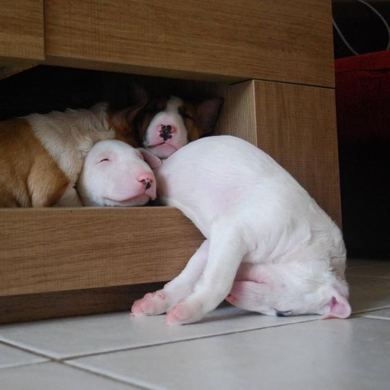 three Bull Terriers sleeping under the cabinet with one falling to the floor