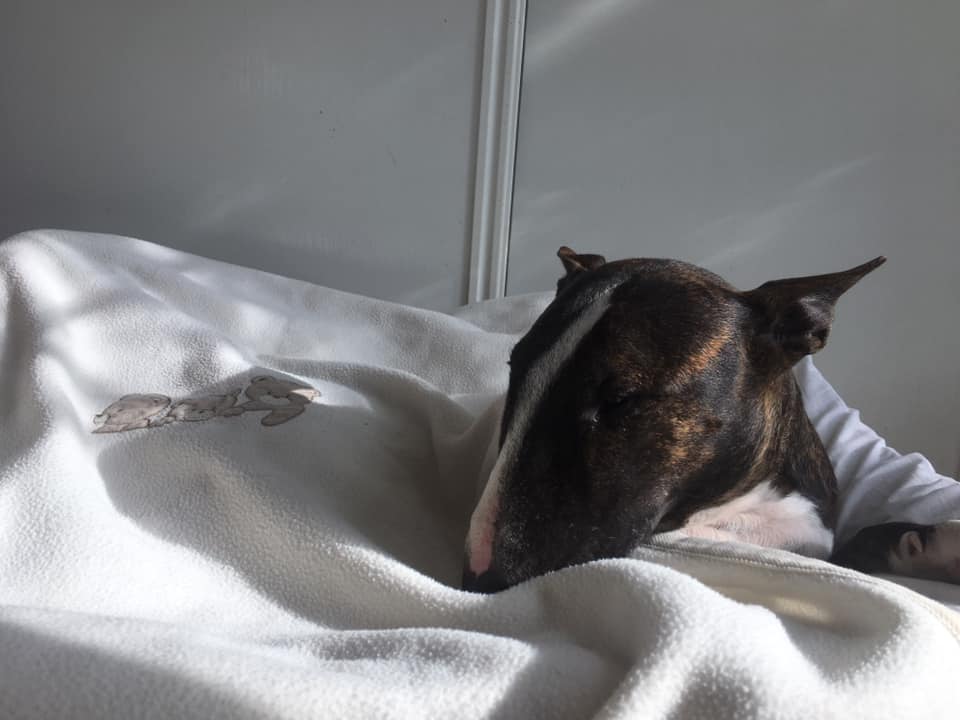 A Bull Terrier lying on top of the bed while sleeping