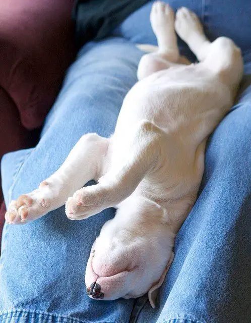 A Bull Terrier puppy sleeping in between the thigh of a person sitting on the couch