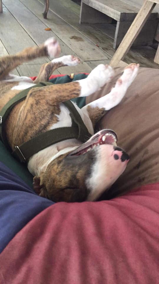 A Bull Terrier lying on its back on the couch