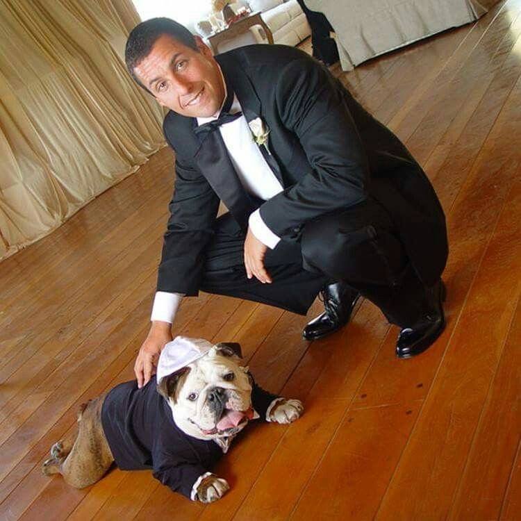 Adam Sandler on the floor petting his English Bulldog lying down on the floor wearing its suit