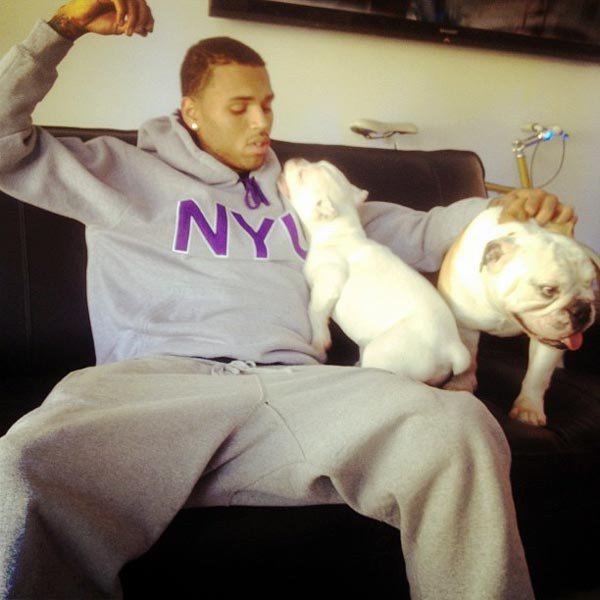 Chris Brown sitting on the couch with his two English Bulldogs